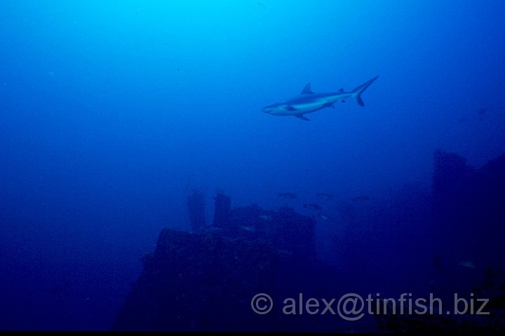 Carlise Shark.jpg - Cruising shark around the bow